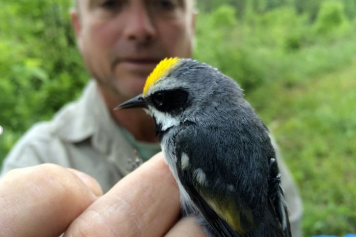 Bird Banding with VT Audubon Biologist Mark LaBarr